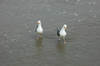 Seagulls at Natural Bridges State Beach