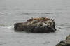 Sea Lions at Point Santa Cruz
