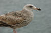 Young Herring Gull at Santa Cruz Pier