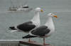 Seagulls at Santa Cruz Pier