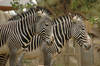 Grevy's Zebras