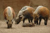 Southern Bush Pigs