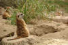 South West African Meerkats