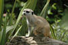 South West African Meerkat