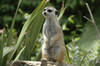 South West African Meerkat