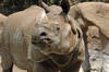 Indian (?) Rhinoceros
