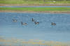 Canada Geese in Pond