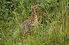 Female Ring-Necked Pheasant<br>
