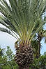 (Tue 1/1) Iguanas in Palm Tree