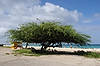 (Wed 1/2) Divi-Divi Tree at Eagle Beach