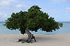 Divi-Divi Tree at Eagle Beach