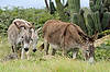 Wild Donkeys at Chapel of Alto Vista