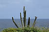 Troupials on Cactus