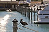 Brown Pelican at Bayside Marketplace