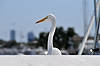 Great Egret at Bayside Marketplace