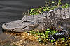 Alligator (along Anhinga Trail)