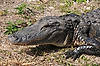 Alligator (Along Anhinga Trail)