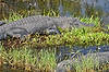 Alligators (Along Anhinga Trail)