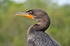 Double-Crested Cormorant (Along Anhinga Trail)