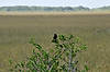Red Wing Blackbird (Along Anhinga Trail)