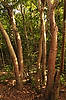 Gumbo Limbo Tree (on Gumbo Limbo Trail)