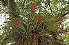 Flowering Tillandsia (at Royal Palm Visitor Center)