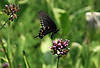 Butterfly in Perennial Garden