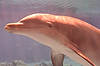 Dolphin Habitat at Mirage