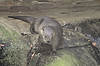 River Otter (Tennessee Aquarium)