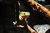 Giant Waxy Treefrog (Tennessee Aquarium)
