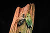 Gray & Green Treefrogs (Tennessee Aquarium)