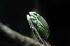Green Treefrog (Tennessee Aquarium)