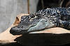 Alligator (Tennessee Aquarium)