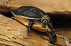 Turtle (Tennessee Aquarium)