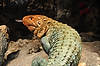 Caiman Lizard (Tennessee Aquarium)
