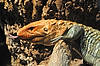 Caiman Lizard (Tennessee Aquarium)