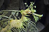 Leafy Seadragon (Tennessee Aquarium)