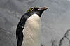 Macaroni Penguin (Tennessee Aquarium)