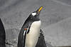 Gentoo Penguin (Tennessee Aquarium)