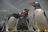Gentoo Penguin (Tennessee Aquarium)