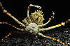 Giant Spider Crab (Tennessee Aquarium)