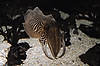 Common Cuttlefish (Tennessee Aquarium)
