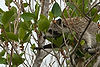 Raccoon Eating Figs