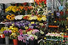 Flower Vendor on La Rambla