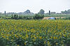 Sunflowers on Road from Lucca to Pisa
