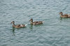 Ducks at Port Sanilac Lighthouse