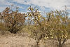 Staghorn Cholla Cactus