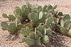 Englemann's Prickly Pear Cactus