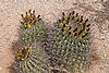Fishhook Barrel Cactus