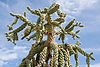 Chainfruit (Jumping) Cholla Cactus